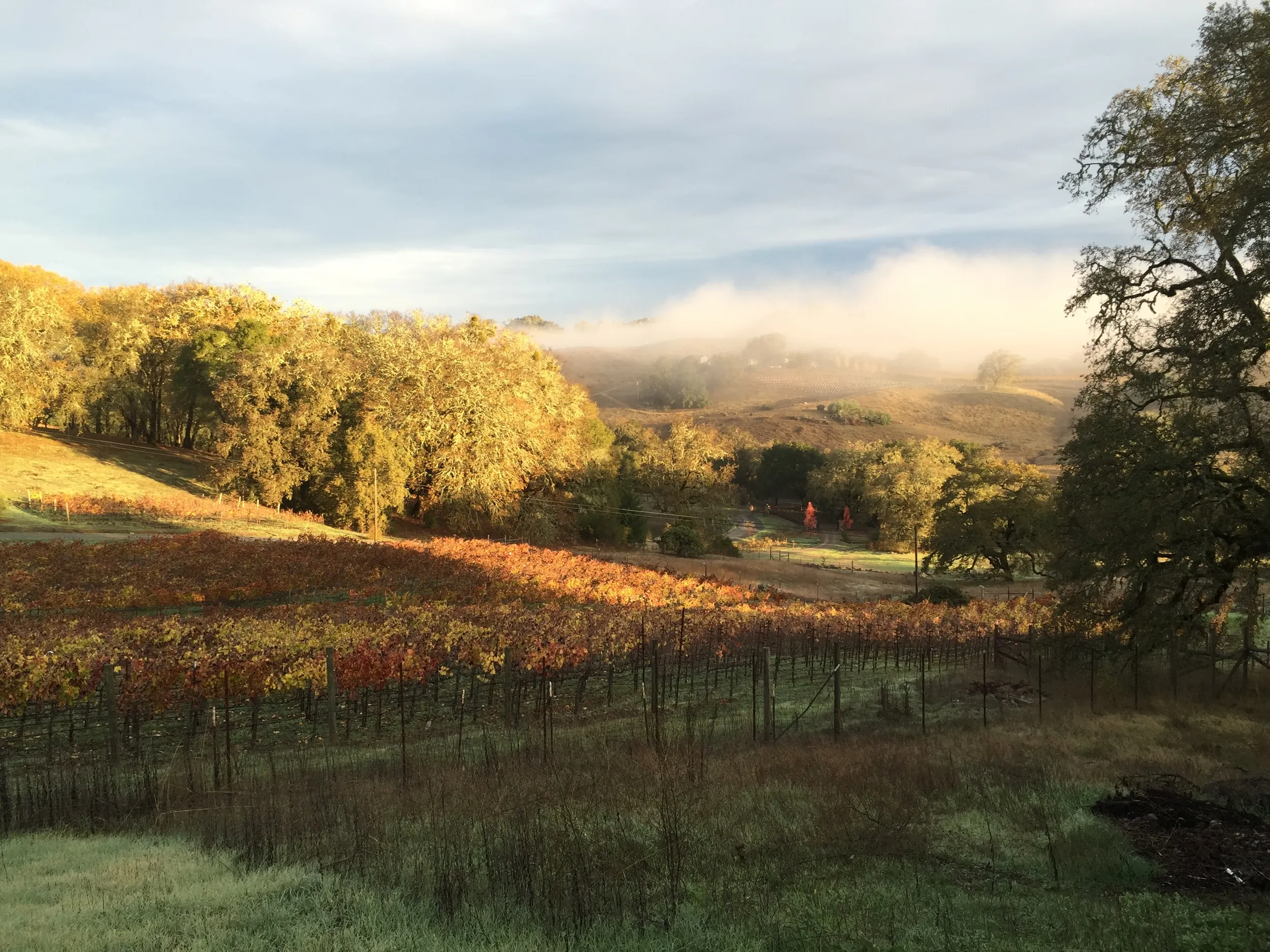 Fall colors of vineyard with rolling hills and mist