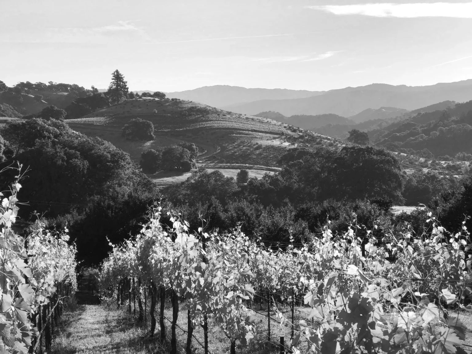 Vineyard rows at The Highlands Estate overlooking oak-covered hills and distant ridgelines