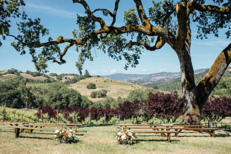 Natural Light Vineyard Photos
